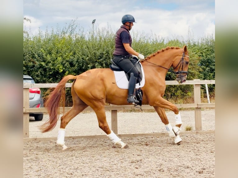 Anglo European Studbook Wallach 4 Jahre 173 cm  in Grantham, Lincs
