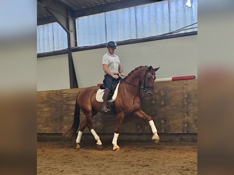 Anglo European Studbook Wallach 4 Jahre 175 cm  in Loenhout