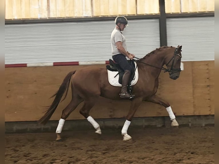Anglo European Studbook Wallach 4 Jahre 175 cm  in Loenhout