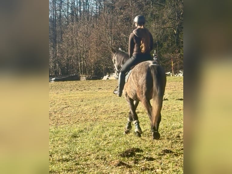 Anglo European Studbook Wallach 5 Jahre 160 cm Apfelschimmel in Pelmberg