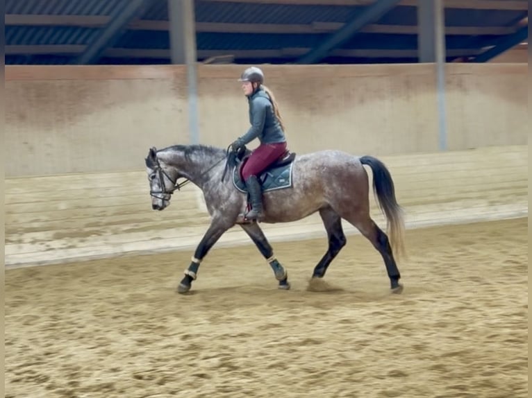 Anglo European Studbook Wallach 5 Jahre 160 cm Apfelschimmel in Pelmberg