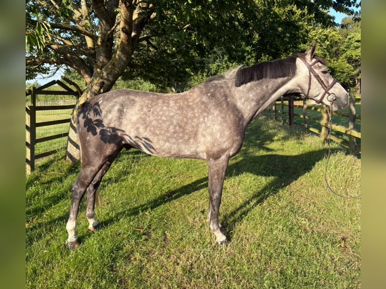 Anglo European Studbook Wallach 5 Jahre 160 cm Schimmel in GROTE-BROGEL