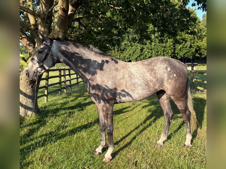 Anglo European Studbook Wallach 5 Jahre 160 cm Schimmel in GROTE-BROGEL