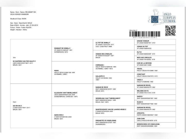 Anglo European Studbook Wallach 5 Jahre 161 cm Rappe in St. Willebrord