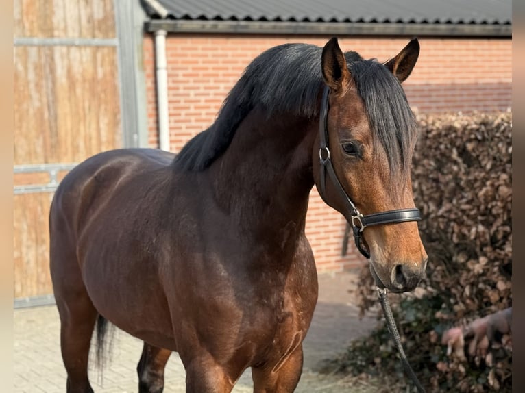 Anglo European Studbook Wallach 5 Jahre 162 cm Brauner in Zieuwent