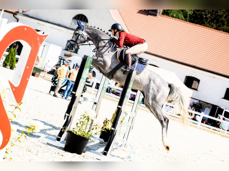 Anglo European Studbook Wallach 5 Jahre 162 cm Schimmel in Piła