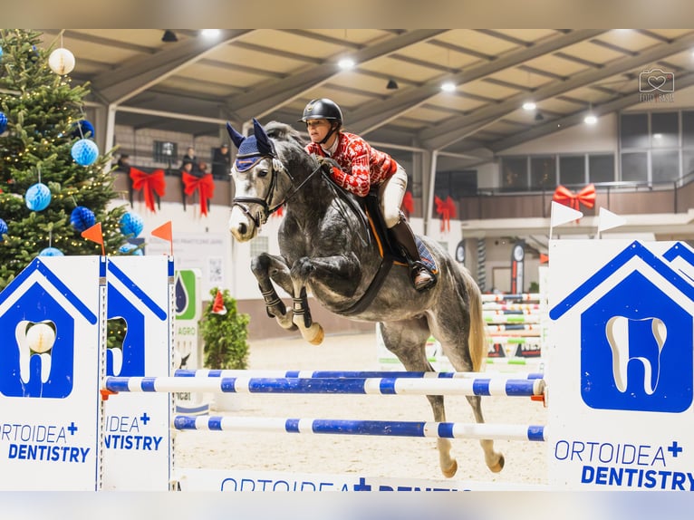 Anglo European Studbook Wallach 5 Jahre 162 cm Schimmel in Piła