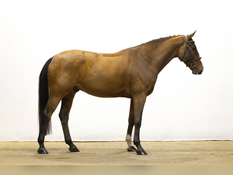 Anglo European Studbook Wallach 5 Jahre 165 cm Brauner in Waddinxveen Anglo European Studbook Wallach 5 Jahre 165 cm Brauner in Waddinxveen