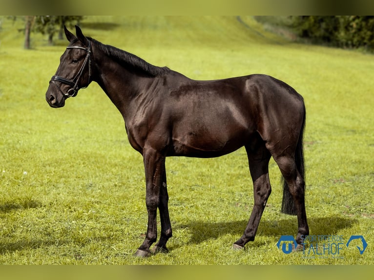Anglo European Studbook Wallach 5 Jahre 165 cm Rappe in Korntal-M&#xFC;nchingen
