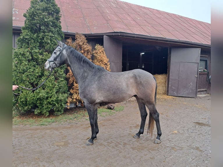 Anglo European Studbook Wallach 5 Jahre 166 cm Schimmel in Sulbiny