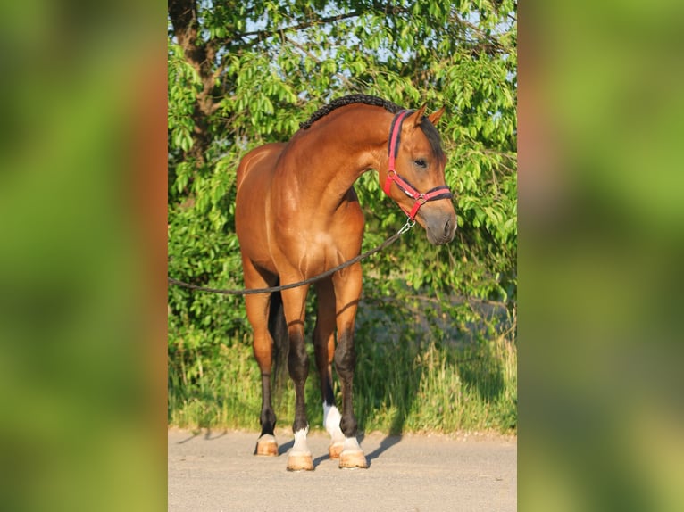 Anglo European Studbook Wallach 5 Jahre 168 cm Brauner in Baracs