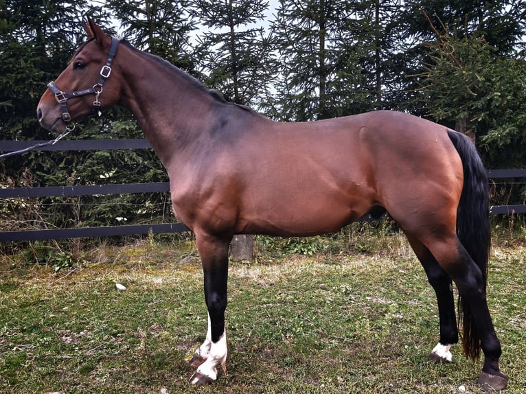 Anglo European Studbook Wallach 5 Jahre 168 cm Rotbrauner in Raszyn