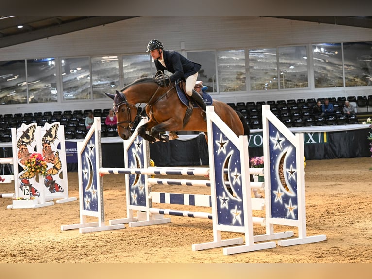 Anglo European Studbook Wallach 5 Jahre 170 cm Rotbrauner in Suffolk