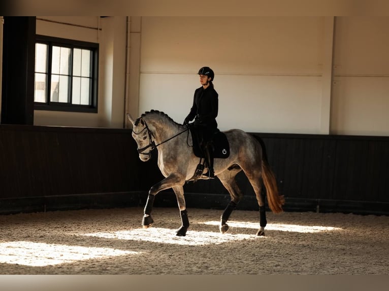 Anglo European Studbook Wallach 5 Jahre 172 cm Apfelschimmel in Mol