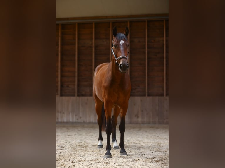 Anglo European Studbook Wallach 5 Jahre 172 cm Dunkelbrauner in Hellendoorn