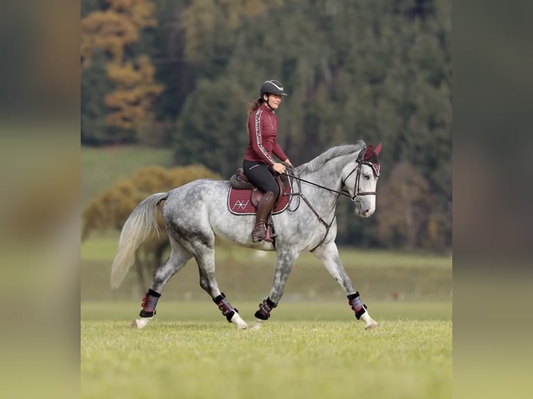 Anglo European Studbook Wallach 5 Jahre 173 cm Apfelschimmel in Schlins