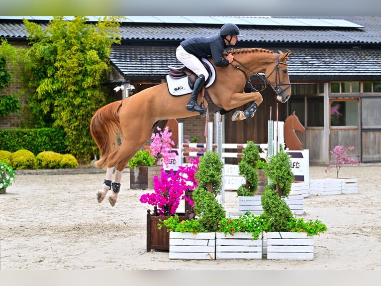 Anglo European Studbook Wallach 5 Jahre 173 cm Fuchs in Bladel