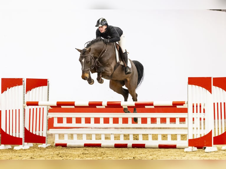 Anglo European Studbook Wallach 6 Jahre 164 cm Dunkelbrauner in Waddinxveen