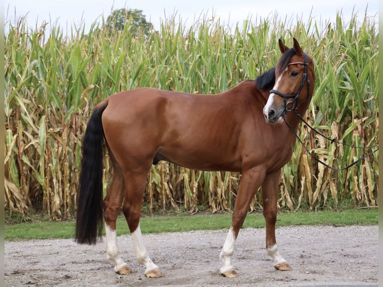 Anglo European Studbook Wallach 6 Jahre 165 cm Brauner in Helmond Anglo European Studbook Wallach 6 Jahre 165 cm Brauner in Helmond