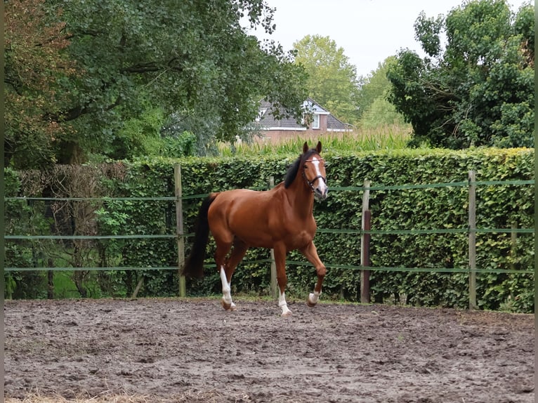 Anglo European Studbook Wallach 6 Jahre 165 cm Brauner in Helmond Anglo European Studbook Wallach 6 Jahre 165 cm Brauner in Helmond