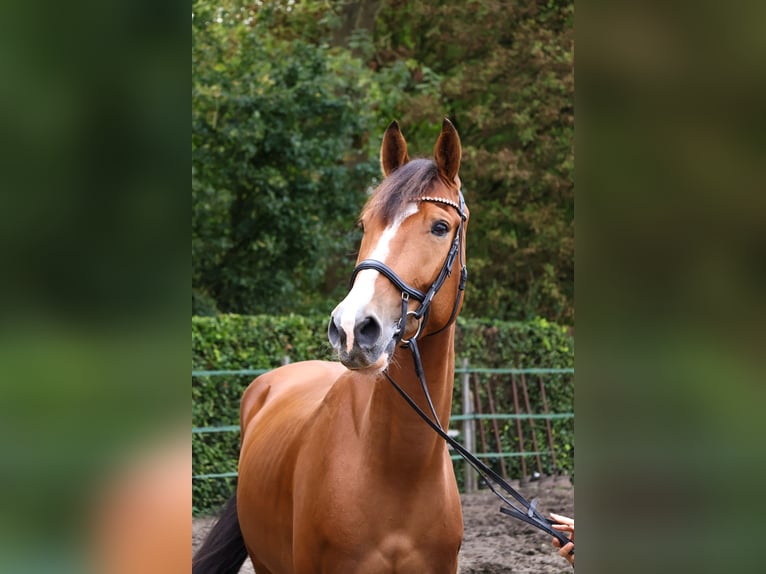 Anglo European Studbook Wallach 6 Jahre 165 cm Brauner in Helmond Anglo European Studbook Wallach 6 Jahre 165 cm Brauner in Helmond