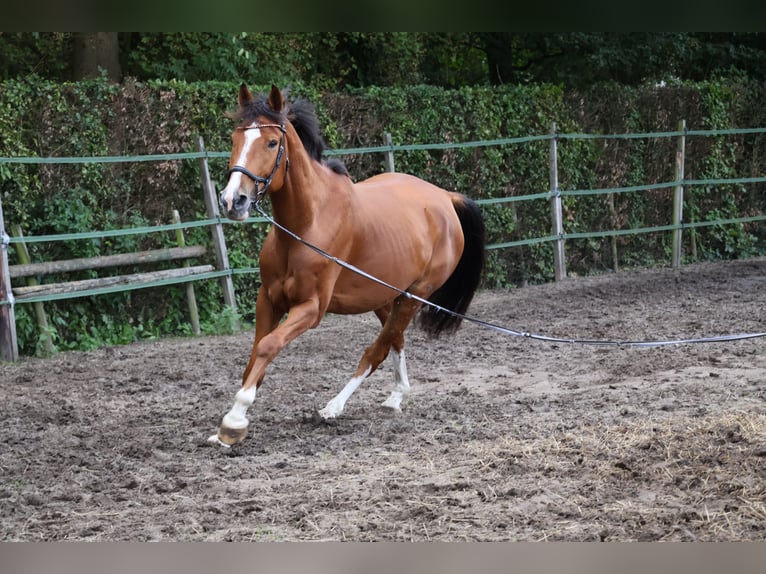 Anglo European Studbook Wallach 6 Jahre 165 cm Brauner in Helmond Anglo European Studbook Wallach 6 Jahre 165 cm Brauner in Helmond