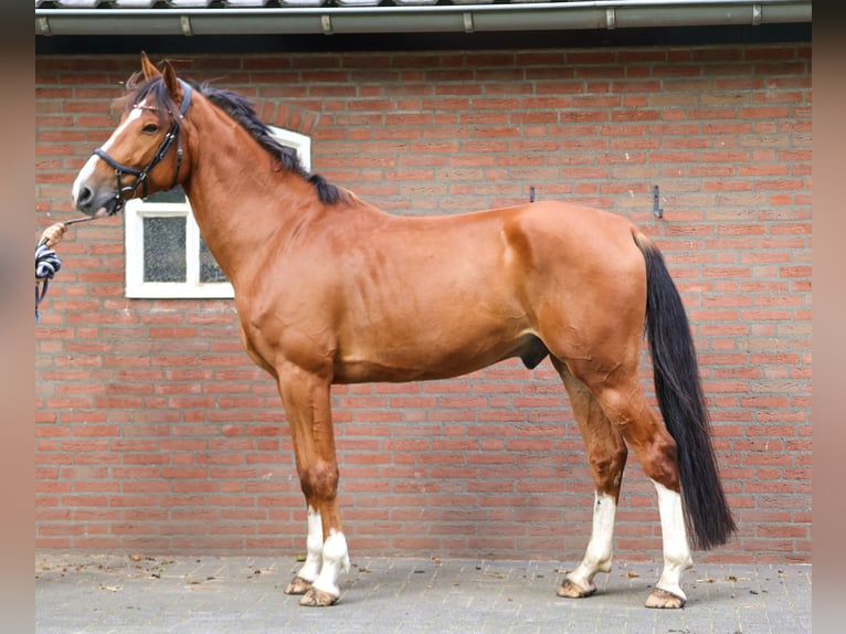 Anglo European Studbook Wallach 6 Jahre 165 cm Brauner in Helmond Anglo European Studbook Wallach 6 Jahre 165 cm Brauner in Helmond