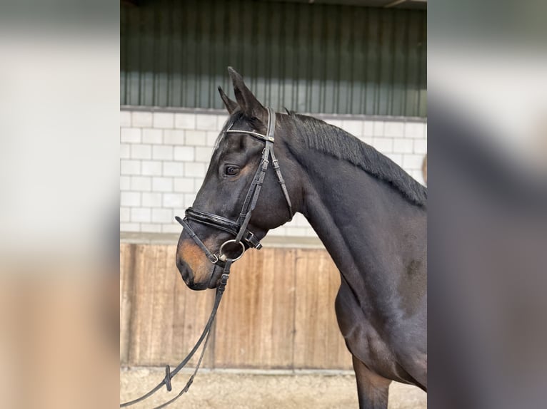 Anglo European Studbook Wallach 6 Jahre 165 cm Dunkelbrauner in Oud Gastel