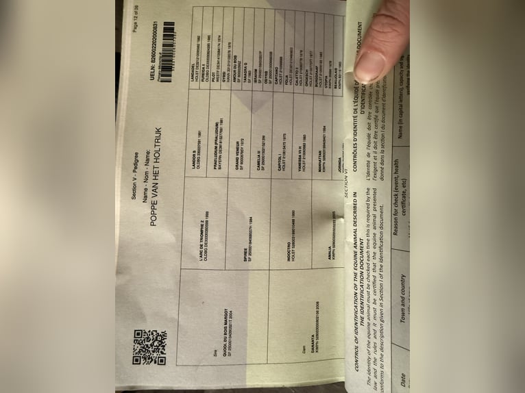 Anglo European Studbook Wallach 6 Jahre 165 cm Dunkelbrauner in Oud Gastel