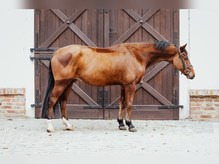 Anglo European Studbook Wallach 6 Jahre 166 cm Rotbrauner in Kórnik