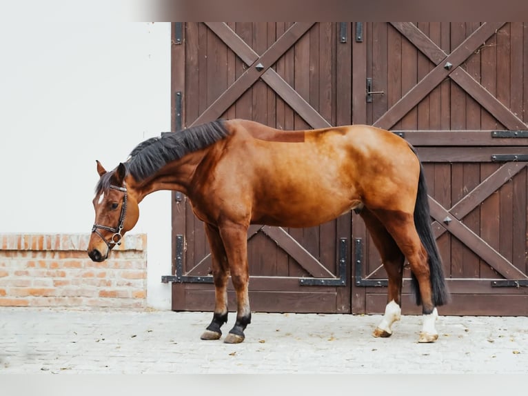 Anglo European Studbook Wallach 6 Jahre 166 cm Rotbrauner in Kórnik