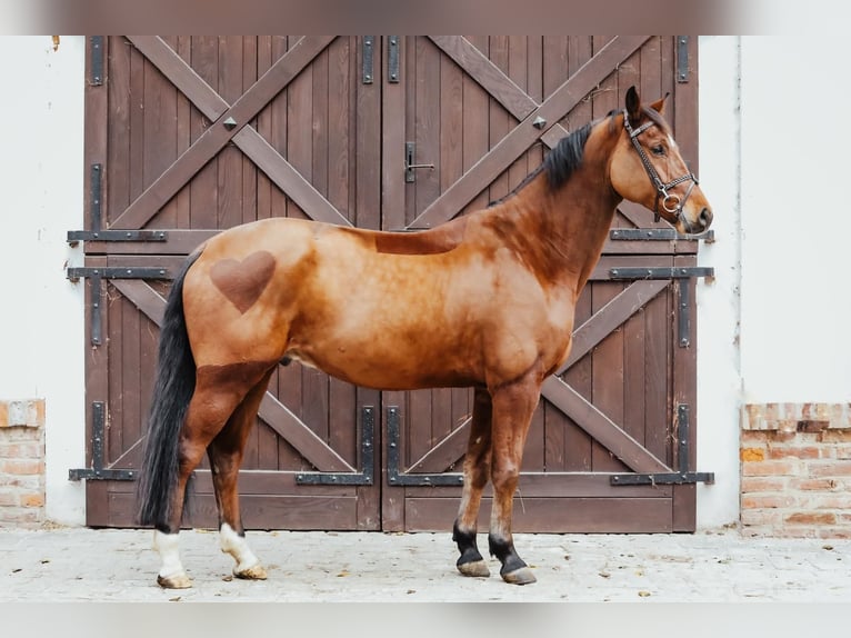 Anglo European Studbook Wallach 6 Jahre 166 cm Rotbrauner in Kórnik