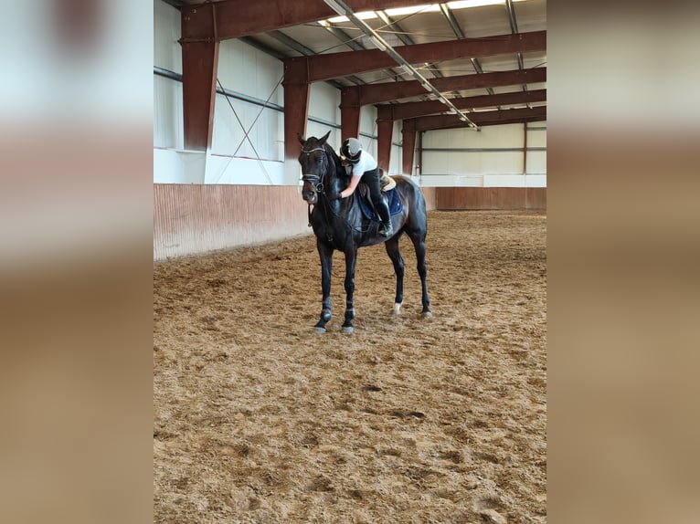 Anglo European Studbook Wallach 6 Jahre 168 cm Dunkelbrauner in Ciofliceni