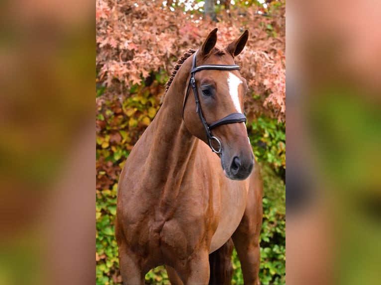 Anglo European Studbook Wallach 6 Jahre 168 cm Fuchs in Landensberg