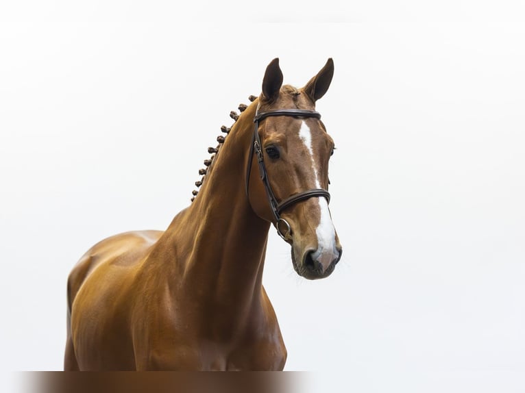 Anglo European Studbook Wallach 6 Jahre 177 cm  in Waddinxveen