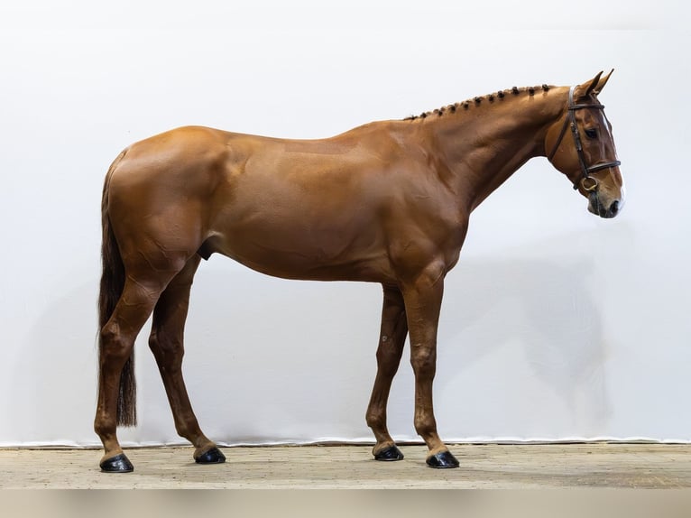 Anglo European Studbook Wallach 6 Jahre 177 cm  in Waddinxveen