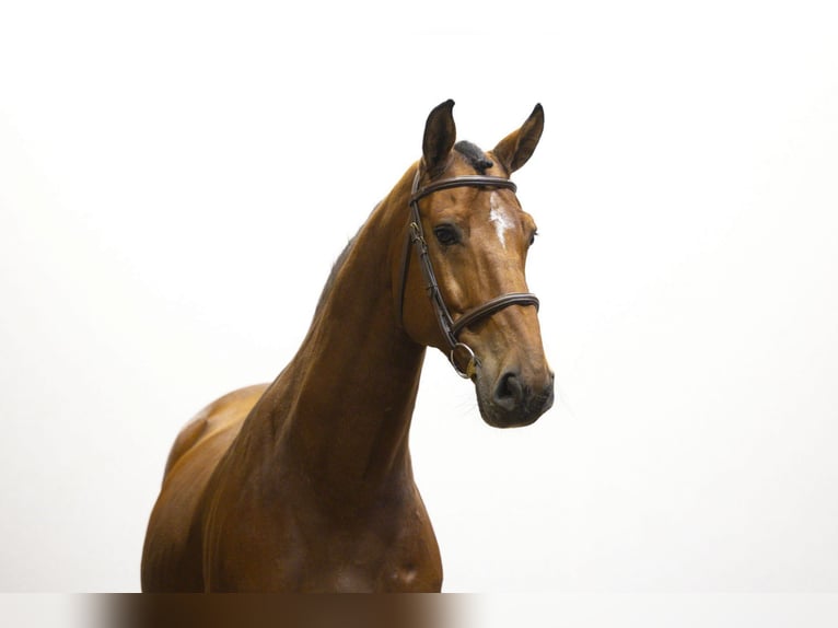 Anglo European Studbook Wallach 7 Jahre 162 cm Brauner in Waddinxveen