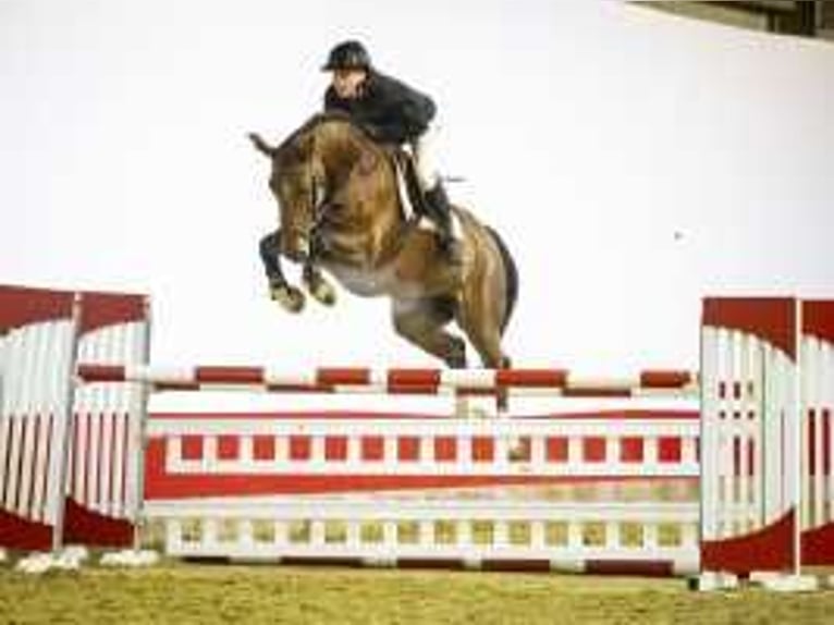 Anglo European Studbook Wallach 7 Jahre 162 cm Brauner in Waddinxveen