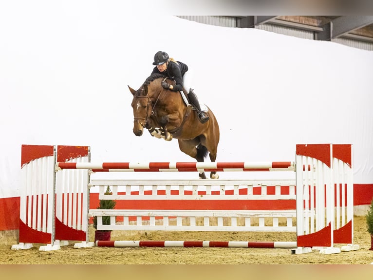 Anglo European Studbook Wallach 7 Jahre 162 cm Brauner in Waddinxveen