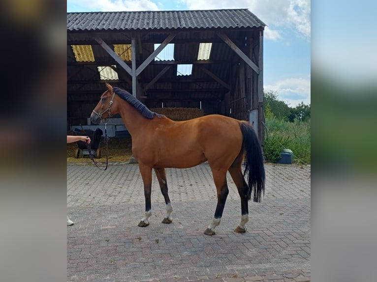 Anglo European Studbook Wallach 7 Jahre 165 cm Brauner in Stokkum