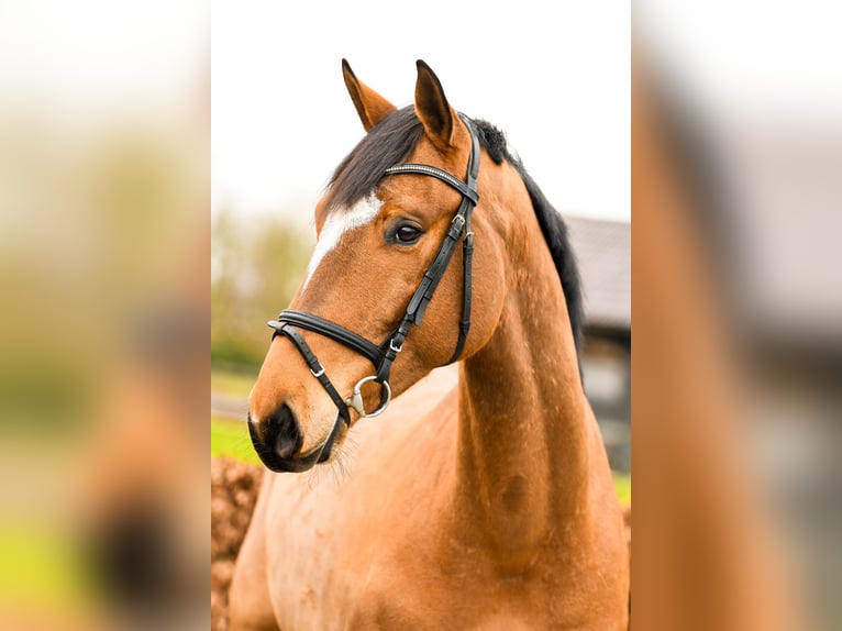Anglo European Studbook Wallach 7 Jahre 165 cm Brauner in Stokkum