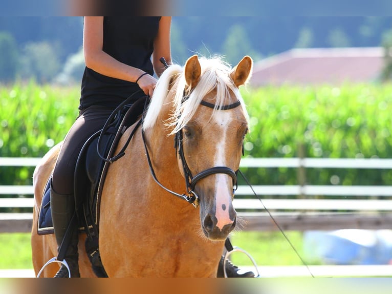 Anglo European Studbook Wallach 7 Jahre 165 cm Palomino in Gralla