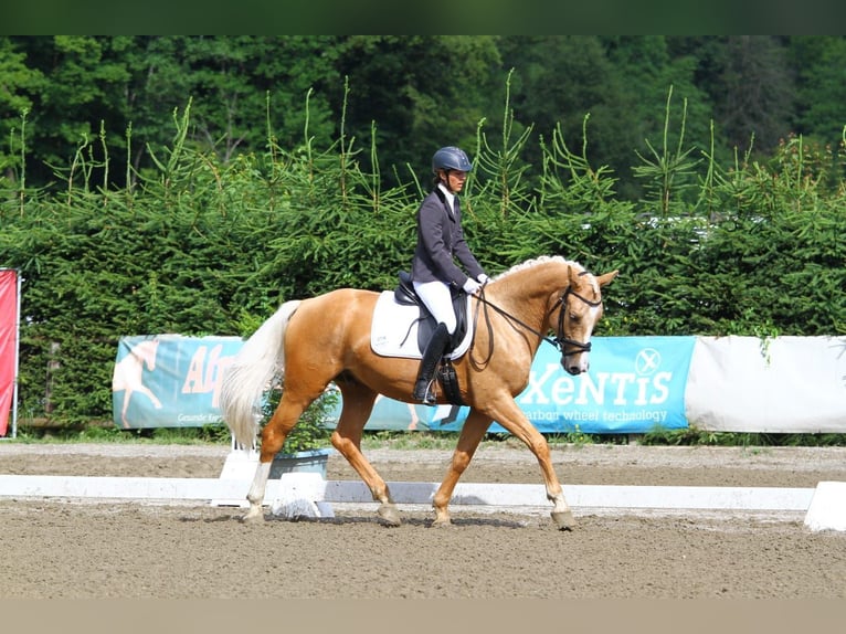 Anglo European Studbook Wallach 7 Jahre 165 cm Palomino in Gralla