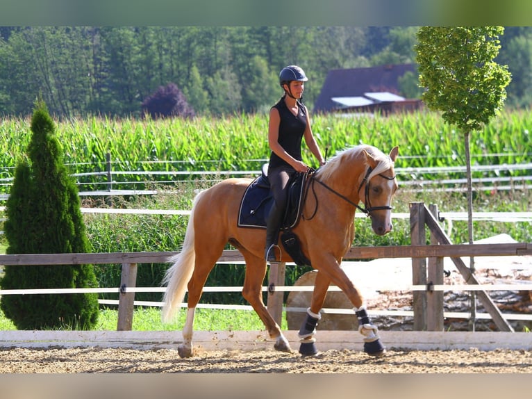 Anglo European Studbook Wallach 7 Jahre 165 cm Palomino in Gralla