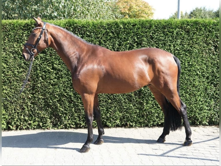 Anglo European Studbook Wallach 7 Jahre 167 cm Brauner in Ennigerloh