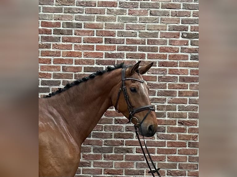 Anglo European Studbook Wallach 7 Jahre 170 cm Brauner in Grote-Brogel