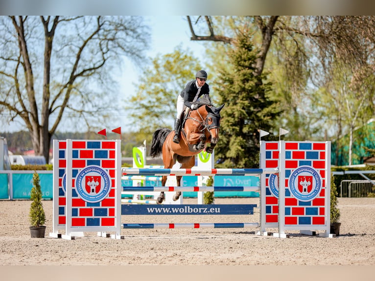 Anglo European Studbook Wallach 7 Jahre 170 cm Brauner in Swoszowice
