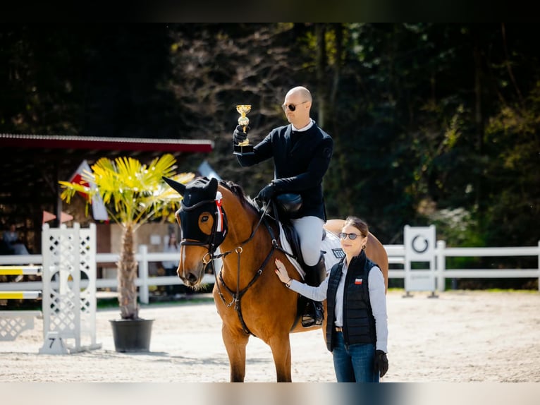 Anglo European Studbook Wallach 7 Jahre 170 cm Brauner in Swoszowice