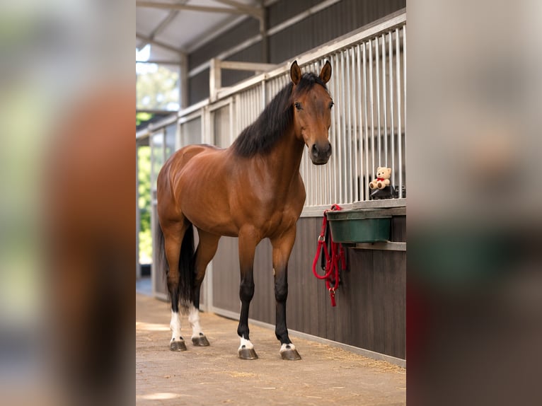 Anglo European Studbook Wallach 8 Jahre 165 cm Brauner in Wysogotowo