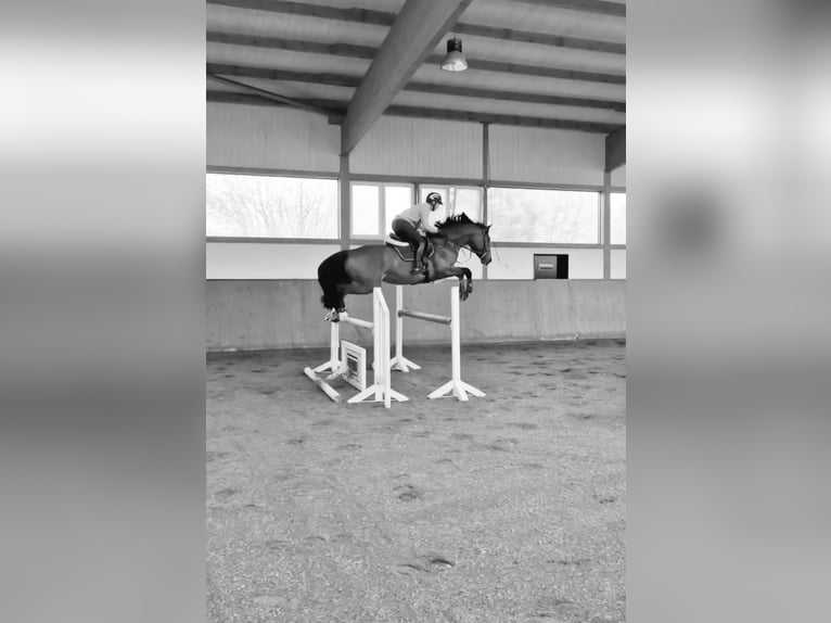Anglo European Studbook Wallach 8 Jahre 166 cm Brauner in Toppenstedt